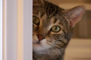 Nowosibirsk cat tisch spowodował wyzwanie zamieszek