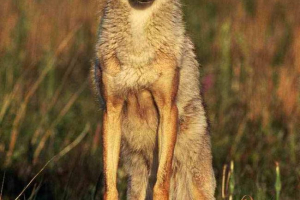 O biednej kojotu uciszyć słowo O biednej kojotu uciszyć słowo