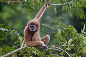 O gibbons z punktu widzenia nauki