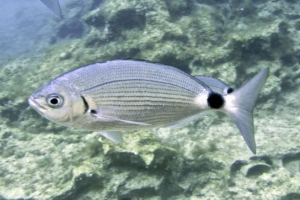 Woods w czarnej czaszce