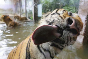 Szkło pożyczki - nowa super bawie dla zwierząt