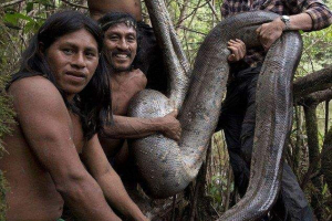 Wykrył najdłuższy wąż na świecie