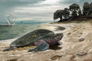 Wykryto najstarszy żółw morski o planecie, miała długość dwóch metrów