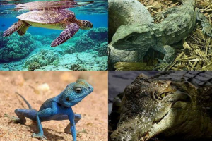 Ogólne funkcje i charakterystyczne cechy gadu