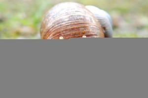 Informacje ogólne o mięczakach Informacje ogólne o mięczakach