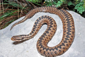 Zwykły gaduk Zwykły gaduk