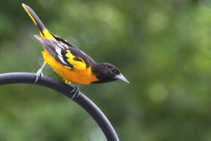 Zwykła ivolga Zwykła ivolga