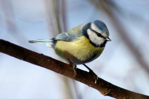 Zwykła lazorovka - bin city