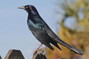 Zwykła rzeka - niechlujny ptak