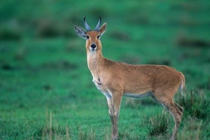 Zwykły rounducal, zwany kozą laską
