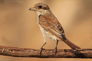 Zwykły julan Zwykły julan