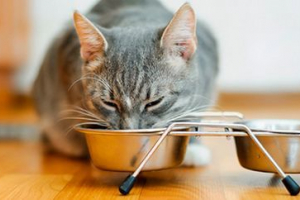 Friskies cat feed review