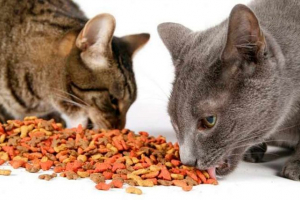 Perfect fit cat feed Perfect fit cat feed