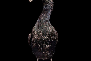 Zaklęcie zaciskowe lub stellers - co wiemy o tym ptakiem?