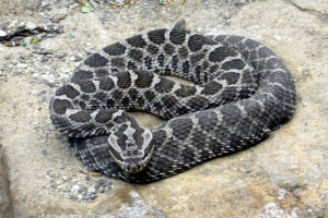 Jedna z trujących węży jest podjęta w ramach ochrony