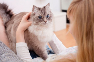 Udomowienie i ciekawe fakty dotyczące kotów Udomowienie i ciekawe fakty dotyczące kotów