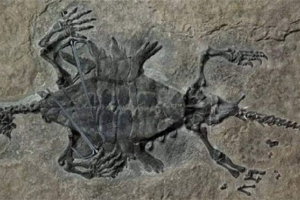 Odontochelis - starożytny wymarły widok żółwi Odontochelis - starożytny wymarły widok żółwi