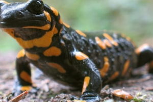 Fire salamande Fire salamande
