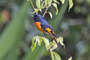 Fireburiy long-town lichinocoe - bird paradise Fireburiy long-town lichinocoe - bird paradise