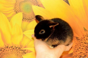 Ogień dwarf Ogień dwarf