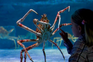 Ogromny krab osiedlił się w brytyjskim oceanarium Ogromny krab osiedlił się w brytyjskim oceanarium