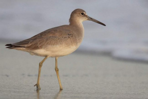 Okhotsk ulit - znikający backas Okhotsk ulit - znikający backas