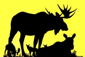 Ochrona świata zwierząt regionu sverdlovsk Ochrona świata zwierząt regionu sverdlovsk