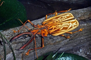 Olener-nonged duże lub wszystko o życiu beetle-gigant Olener-nonged duże lub wszystko o życiu beetle-gigant