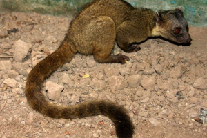 Oliing - oczy śniadanie