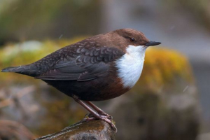 Zgłębnik Zgłębnik