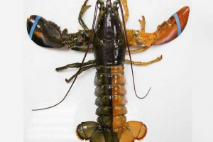 Omar dwukolorowy kolor złapany w ameryce: wideo Omar dwukolorowy kolor złapany w ameryce: wideo