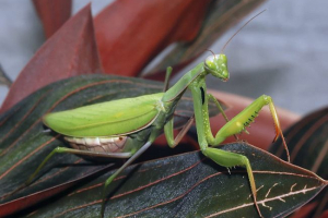 To narodziny mężczyzny dla człowieka niebezpiecznego?