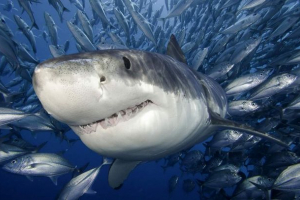 Niebezpieczne i krwiożercze drapieżniki oceanów