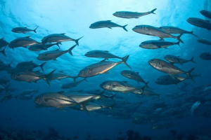 Opis i nazwy gatunków ryb morskich