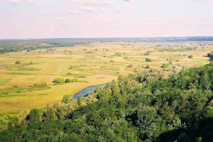 Opis i cechy naturalnej strefy lasu-step