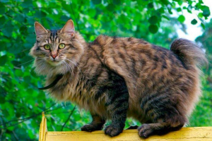 Opis rasy bobtail, natury i treści kota Opis rasy bobtail, natury i treści kota