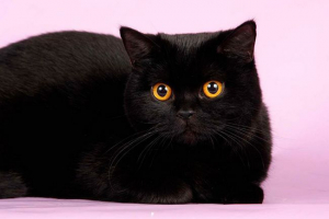 Opis rasowy i czarne zachowanie brytyjskie Opis rasowy i czarne zachowanie brytyjskie