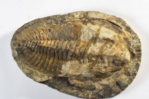 Wygaśnięcie autorygijsko-silikonowe Wygaśnięcie autorygijsko-silikonowe