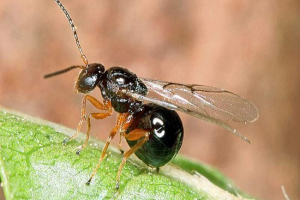 Walnity - dostawca atramentu