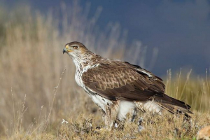 Eagle bonelli - znikający Eagle bonelli - znikający
