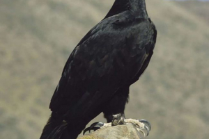 Eagle verro - kafrian eagle