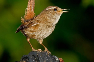 Hack, który nie rośnie na drzewie