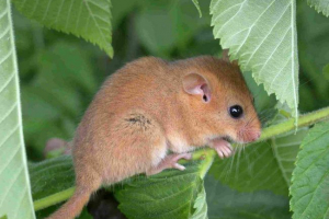 Soshness sonya - dziecko, kochające ciepło