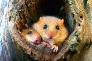 Błyskotliwość sonya Błyskotliwość sonya