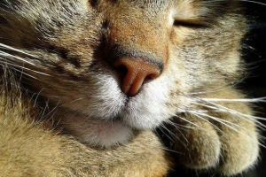 Organy, siła i znaczenie kotów