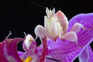 Mantis orchidogo: owad w kształcie kwiatu 