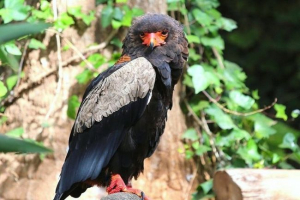 Orel-scrokh Orel-scrokh