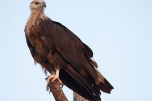 Orzeł - długotrwały