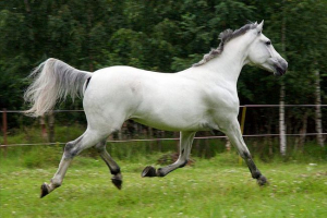 Konie orlovsk - legendary hill