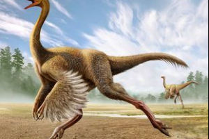 Ornithitim Ornithitim